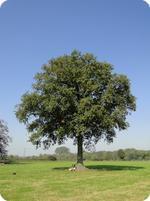 Bild eines Baumes